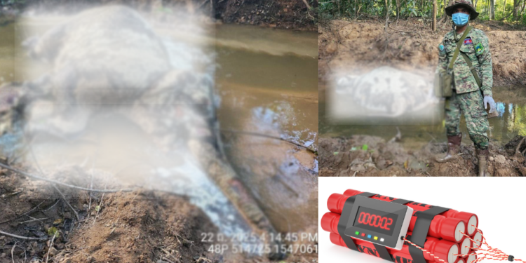 Mother Elephant and Newborn Calf Killed by Thai Bomb in Cambodia