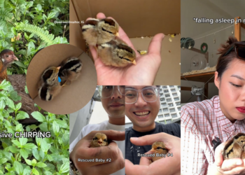 Yishun Man Rescues Four Junglefowl Chicks from Drain During Quiet Sunday Morning