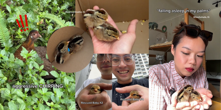 Yishun Man Rescues Four Junglefowl Chicks from Drain During Quiet Sunday Morning