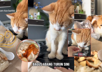 Cat Named Abang Charms TikTok Again with His Chicken-Stealing Antics