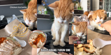 Cat Named Abang Charms TikTok Again with His Chicken-Stealing Antics