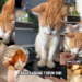 Cat Named Abang Charms TikTok Again with His Chicken-Stealing Antics