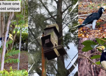 Once Lost Forever, Now Seen Daily: Singapore’s Hornbill Comeback Story