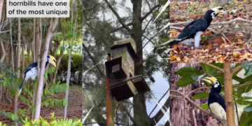 Once Lost Forever, Now Seen Daily: Singapore’s Hornbill Comeback Story