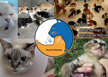 Singapore Cat Sanctuary “Purrs & Meows” Faces Eviction Risk as Funds Run Critically Low