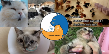 Singapore Cat Sanctuary “Purrs & Meows” Faces Eviction Risk as Funds Run Critically Low