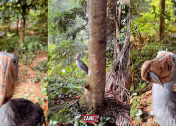 He Ghosted His Shoebill, Now the Bird Won’t Even Look at Him