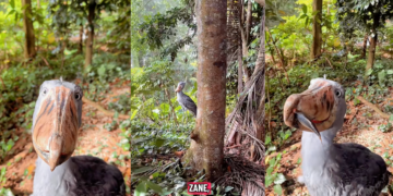 He Ghosted His Shoebill, Now the Bird Won’t Even Look at Him