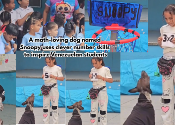 You can count on Snoopy! -Venezuelan dog stuns pupils by solving maths problems at schools in Aragua
