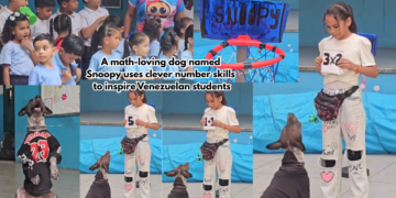 You can count on Snoopy! -Venezuelan dog stuns pupils by solving maths problems at schools in Aragua