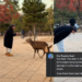 Malaysian Traveller Strange Encounter with a Deer in Japan.