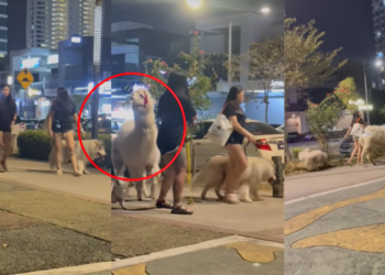Morning Walk Takes a Turn When an Alpaca Appears on a Penang Street