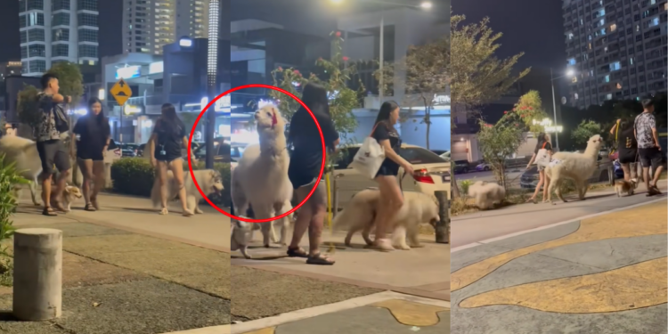 Morning Walk Takes a Turn When an Alpaca Appears on a Penang Street