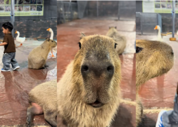 ‘It’s like a ghost village’ – Thousands displaced, hundreds of homes damaged as landslides wreak havoc across Indonesia’s Tegal Regency