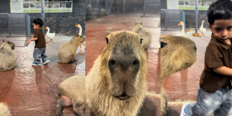 ‘It’s like a ghost village’ – Thousands displaced, hundreds of homes damaged as landslides wreak havoc across Indonesia’s Tegal Regency