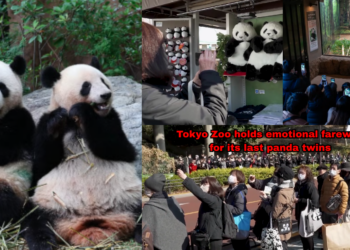 Japan Says Goodbye to Last Panda Twins at Tokyo Zoo