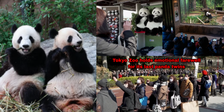 Japan Says Goodbye to Last Panda Twins at Tokyo Zoo