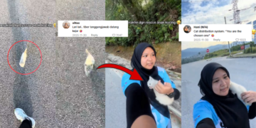Stray Cat Chases Woman on Morning Run and Gets a New Home