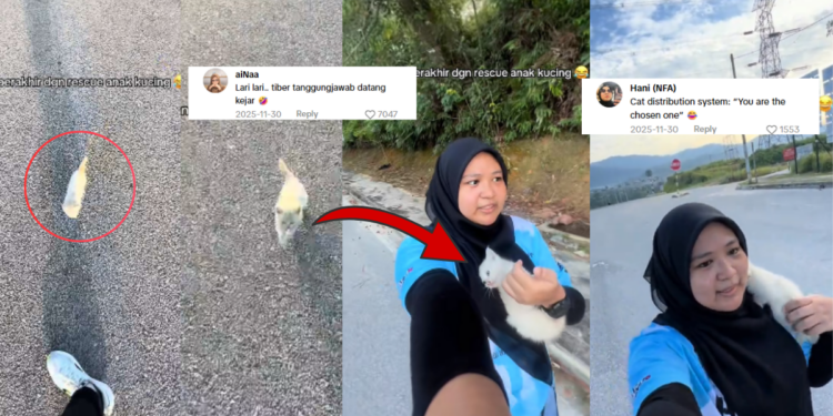 Stray Cat Chases Woman on Morning Run and Gets a New Home