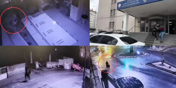 Forklift Jewelry Store Robbery Ends with Donkey Escape