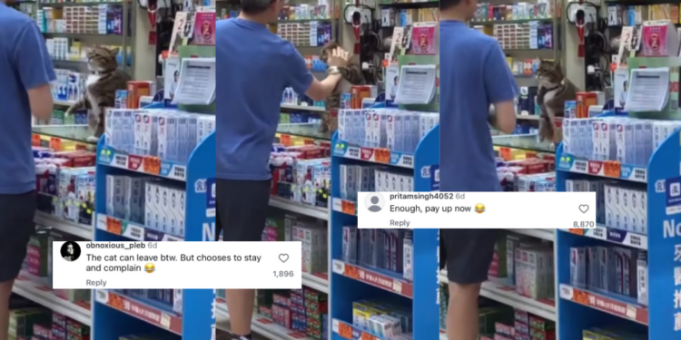 Calm Cat Manager Goes Viral After Patiently Facing a Very Talkative Store Customer