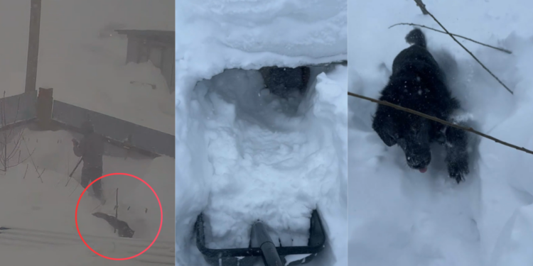 Puppy love – Dog trapped in snow-covered kennel rescued by Moscow owner