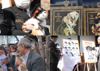 All aboard meow express! – Feline stationmasters get fans on track for Japan’s Cat Day