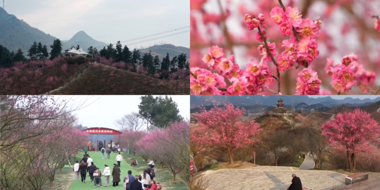 Catch the blooms! Visitors flock to China’s largest plum garden as 50,000 trees form vast sea of pink