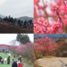 Catch the blooms! Visitors flock to China’s largest plum garden as 50,000 trees form vast sea of pink