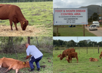 Dancing into the future – Humanoids take the floor as Seoul retail hub starts selling robots
