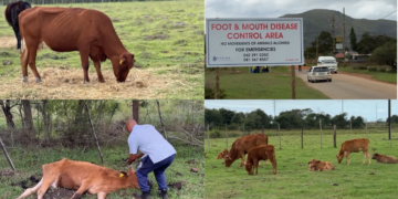 Dancing into the future – Humanoids take the floor as Seoul retail hub starts selling robots