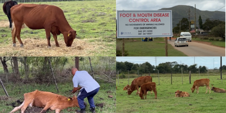Dancing into the future – Humanoids take the floor as Seoul retail hub starts selling robots