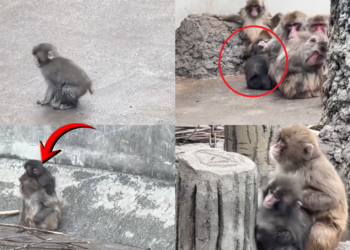 Fast and furious! – China’s Village GT brings high-speed drifting to rural Guizhou