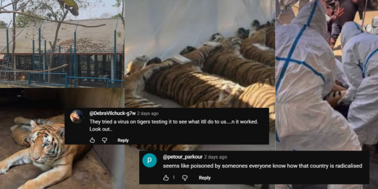 Seventy-Two Tigers Die Unexpectedly at Thai Tourist Parks, Officials Confirm Cause