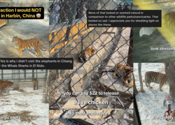 “Stressed, Overfed and Desensitised” Felines: Singaporean Creator Recounts ‘Uncomfortable’ Tiger Park Visit