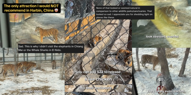 “Stressed, Overfed and Desensitised” Felines: Singaporean Creator Recounts ‘Uncomfortable’ Tiger Park Visit