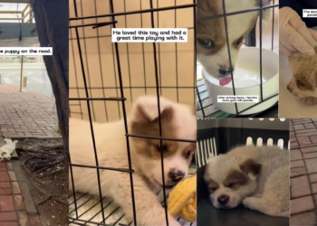 Tripod Puppy Rescued Alone From Busy Roadside by Kind Stranger