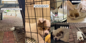 Tripod Puppy Rescued Alone From Busy Roadside by Kind Stranger