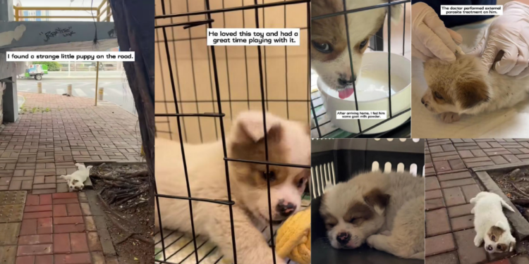 Tripod Puppy Rescued Alone From Busy Roadside by Kind Stranger