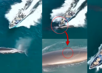 Chinese Fishing Boat Hits Protected Bryde’s Whale in Weizhou Island, China