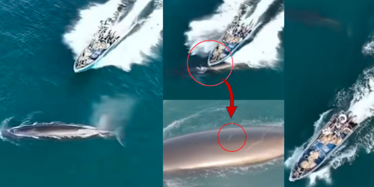Chinese Fishing Boat Hits Protected Bryde’s Whale in Weizhou Island, China