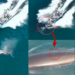 Chinese Fishing Boat Hits Protected Bryde’s Whale in Weizhou Island, China