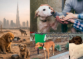 Pets Abandoned in Dubai as Iran‑related Missile Strikes Force Expats to Flee