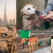Pets Abandoned in Dubai as Iran‑related Missile Strikes Force Expats to Flee