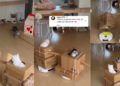 Viral Video Shows Cat Riding Robot Vacuum at Home