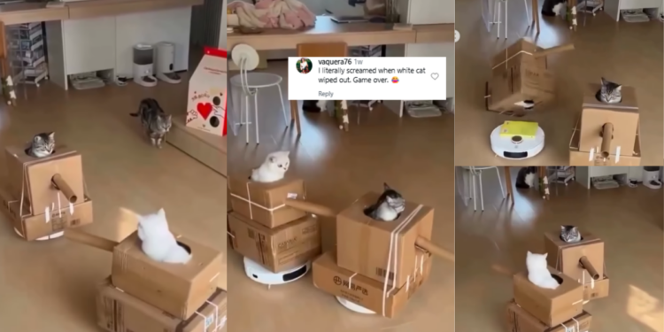 Viral Video Shows Cat Riding Robot Vacuum at Home