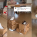 Viral Video Shows Cat Riding Robot Vacuum at Home