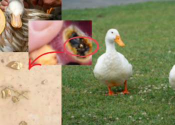 Chinese Man Discovers 10g Gold Inside Duck Stomach in Shocking Find