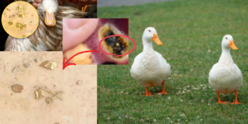 Chinese Man Discovers 10g Gold Inside Duck Stomach in Shocking Find