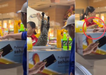 Meet the Adorable Furry Cashier Who Is Stealing Every Customer’s Heart This Week